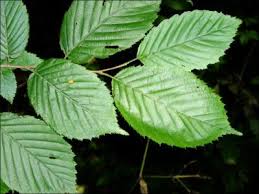 Huge collection, amazing choice, 100+ million high quality, affordable rf and rm images. American Hornbeam Natural Resource Stewardship