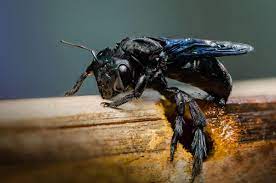 Carpenter bees can be a real issue in many homes and getting rid of them requires certain products and methods. Killing Carpenter Bees With Wd 40 Does It Really Work