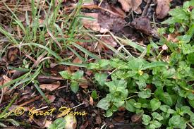 Image result for Calyptocarpus vialis