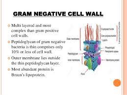 Maybe you would like to learn more about one of these? Cell Wall Structure And Function