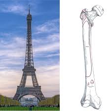 By definition, the eiffel tower can only be accomplished with three or more people. What Your Bones Have In Common With The Eiffel Tower Wired