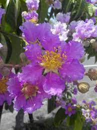 queen crapemyrtle 大花紫薇 flower prints art flowers flower prints