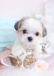 Teacup morkie puppies for sale in florida. Teacup Morkie Breeder Florida Teacup Puppies Boutique