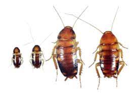 Baby Cockroaches Their Danger Pictures Of Roach Nymphs