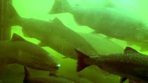 A fish ladder is integrated into the locks for migration of anadromous fish, notably salmon. Salmon Ladder At Ballard Locks Youtube