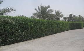 Image result for Conocarpus