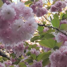 Maybe you would like to learn more about one of these? Prunus Triloba Multiplex Flowering Almond Multiplex In Gardentags Plant Encyclopedia