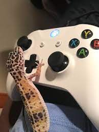 I did the only logical thing. My New Xbox Gamer Pic Thought It Was Pretty Funny Leopardgeckos
