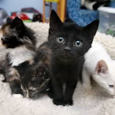 Adopt a puppy kitty nyc animal. Adopt A Cat While You Shop This Weekend Midtown New York Dnainfo