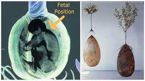 The tree can be chosen before, uh, departure. Bye Bye Coffins These Organic Burial Pods Will Turn You Into A Tree When You Die Burial Pods Burial Ideas Green Burial