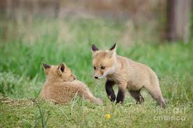 Kids', toddler, & baby clothes with fox animal designs sold by independent artists. Coming To Get You Baby Foxes Animal Wildlife Photograph Photograph By Melissa Fague