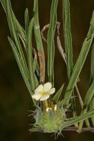 Image result for Crabbea cirsioides