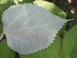 Image result for Boehmeria nivea