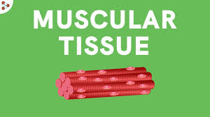 Просмотров трансляция закончилась 3 месяца назад. What Are Muscular Tissues Don T Memorise Youtube