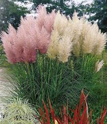 Bcm Pampasgras Xxl Weiss Standort Sonne Online Kaufen Otto Bcm Kaufen Online Otto Pampasgras Sonne S In 2020 Pink Pampas Grass Pampas Grass Seed Pampas Grass