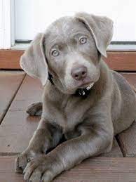 We did not find results for: Silver Labs Pets Puppies Lab Puppies