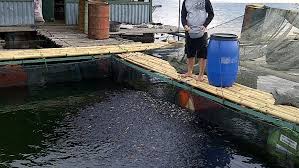 Rencana Pengosongan Kja Dari Waduk Jatiluhur Ditentang Ratusan Petani Ikan Mimbar Rakyat