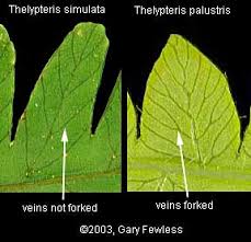 Image result for Meta Thelypteris