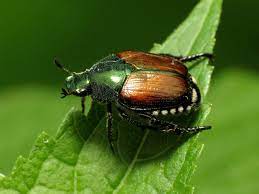 Stopping Japanese Beetles From Destroying Landscaped Yards Japanese Beetles Japanese Beetle Grubs Beetle