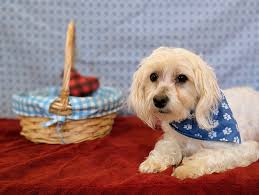 JAR-Justice Animal Rescue...