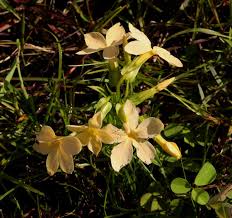 Image result for Exochaenium