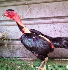 Ada pertengkaran tentang pertarungan sabung ayam yang menyebabkan penembakan, situs web kementerian keamanan publik vietnam melaporkan. 78 Gambar Ayam Betina Vietnam Hd Gambar Pixabay