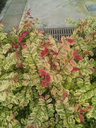 Image result for Bridelia duvigneaudii