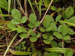 Image result for Grona adscendens