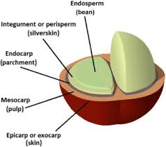 Image result for Coffea salvatrix