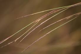 Image result for Schizachyrium sanguineum