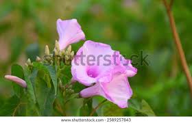 Image result for Ipomoea carnea