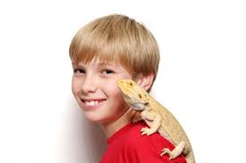 Maybe you would like to learn more about one of these? Best Pet Reptiles For Children Reptiles Magazine