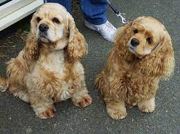 American Cocker Spaniels Cocker Spaniel Puppies American Cocker Spaniel Cute Dogs