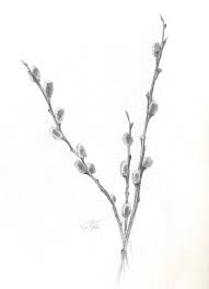 Botanical Drawing Pussy Willows - Etsy
