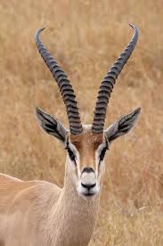 Gazelle Face Gazelle African Animals Animals Wild
