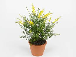 Image result for Genista