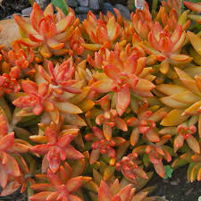 Image result for Sedum ruwenzoriense