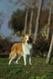 Ee Red Border Collie Diamond Of Whitecastle Elvis Lobo Collie Border Collie Kopek Egitimi