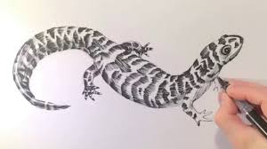 Drawing Of A Salamander Youtube Learn how to draw a tiger salamander (amphibians) step by step : drawing of a salamander
