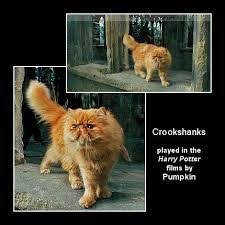 Related Image Harry Potter Cast Harry Potter Love Harry Potter Funny