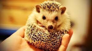 salmonella undermines hedgehogs