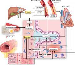 New research suggests that a blood test for inflammation isn't all that useful for predicting the risk of having a heart attack. The Gut Microbiome In Coronary Artery Disease And Heart Failure Current Knowledge And Future Directions Ebiomedicine