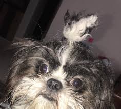 Learn all about this dog's physical description, breed standard, history, personality, trainability, and health. Hi I Have A One Year Old Shih Tzu And As Long As I Remember He Has A Small Brown Patch On His Left Sclera And This Eye Has More Petcoach