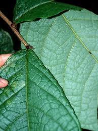 Image result for Dichapetalum