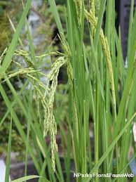 Image result for Costus phyllocephalus