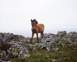 In 2012, the population of these ponies stood at only 130 (ministry of agriculture, forestry and fisheries of japan 2014), and they now face extinction. Charlotte Dumas Photographs Japan S Wild Horses Financial Times