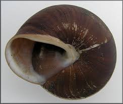 Maybe you would like to learn more about one of these? Pleurodonte Caracolla Linnaeus 1758