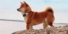 Shiba Inu Shedding - InuShiba