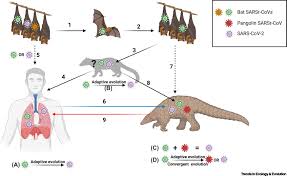 Beware of scams pretending to be from sars. Unraveling The Zoonotic Origin And Transmission Of Sars Cov 2 Trends In Ecology Evolution