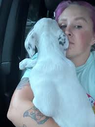 Pomsky named Bandit at Troegs Brewery